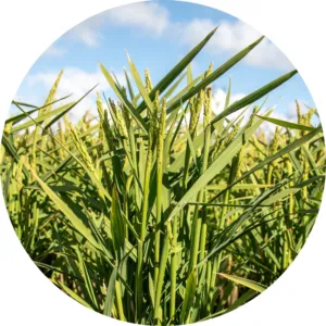 Voedsel duurzaam produceren