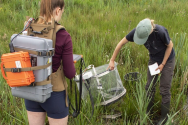 Nieuws uit de rijstteelt
