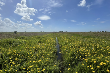 Greppels verhogen grondwaterstand