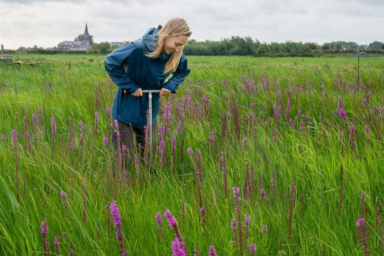 Cranberry’s, rijst en veenmos tegen een zakkende polder