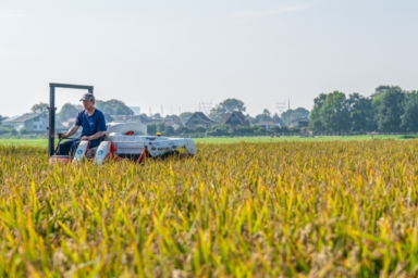 Eerste machinale rijstoogst in de polder